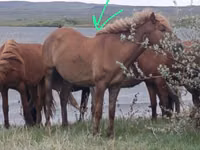 Pferde (Partie, Geschlecht nicht angegeben), Horse breed — Foto 2