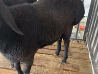 Koç, Jaidara sheep — foto 3