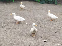 Německý pekin — foto 5