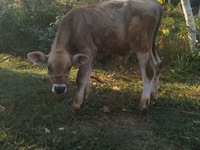 ხარი, Swiss cattle — ფოტო 3