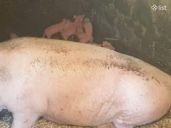 Säue, Schweine — Armenien