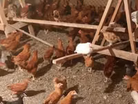 Chickens — Foto 3