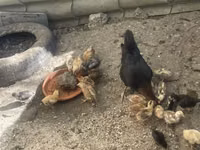 Chickens — zdjęcie 5