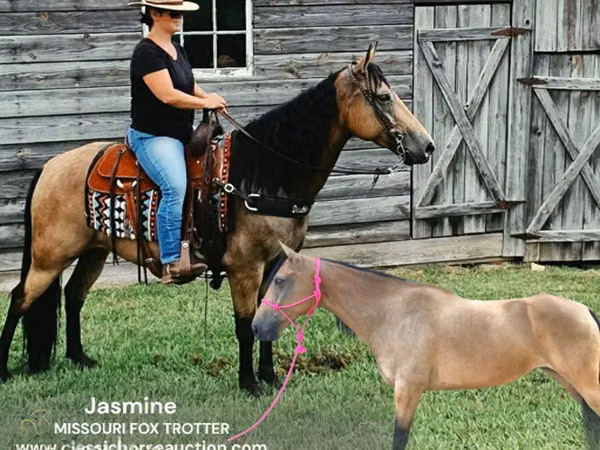 Stute, Missouri foxtrotter