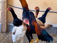 Chickens — Foto 5