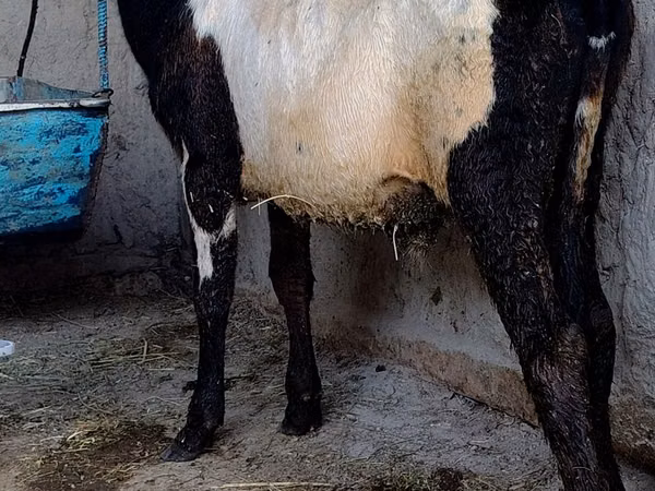 雄牛, Russian Black pied cattle