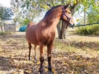 At, Nonius horse — foto 7