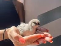 Silkie — foto 5
