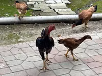 Chickens — الصورة 1
