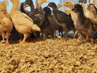 Chickens — foto 1