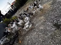 Chickens — foto 6