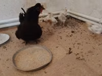 Chickens — zdjęcie 4
