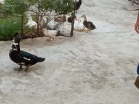 Německý pekin — foto 5