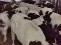 Taureau, Russian Black pied cattle — photo 5