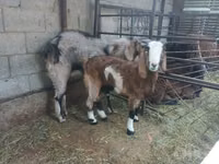 母山羊, Goats — 照片 1