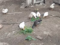 Ducks — 写真 1