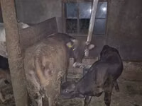 Vaca, Bovinos — foto 3