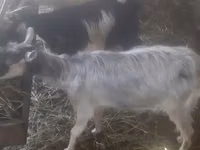 Ziege, Ziegen — Foto 4