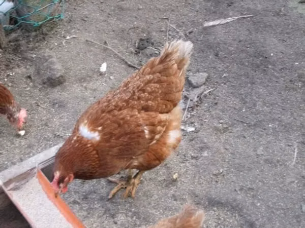 Danish hen
