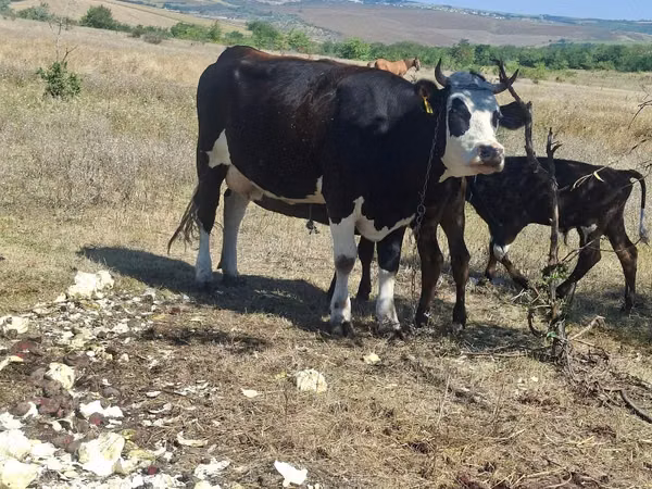 İnək, Holştin irqi