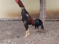 Chickens — Foto 1