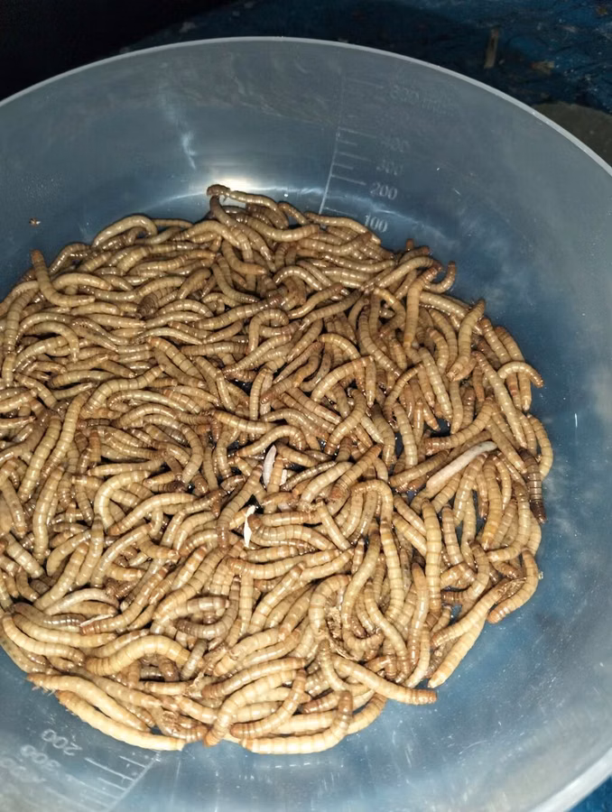 Canlı unqurdları (mealworm – Tenebrio molitor sürfələri