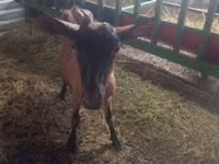 Cabra, Alpine goat — foto 2