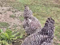 Sloven Çizgili Tavuk — foto 8