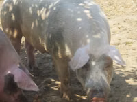 Boar — photo 1