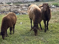 Ovce (šarže, pohlaví neuvedeno), Ovce — foto 2