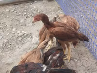 Chickens — foto 2
