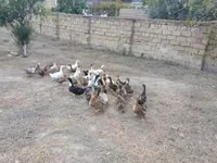 Německý pekin — foto 1