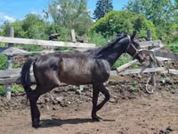 குதிரை, Hungarian horse breed — புகைப்படம் 6