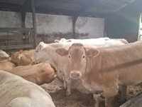 İnək, Blonde d’Aquitane cattle — foto 2