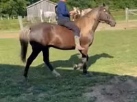 Kůň, Rocky Mountain Horse — foto 4