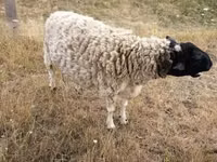 ஆண் ஆடு, Dorper sheep — புகைப்படம் 3