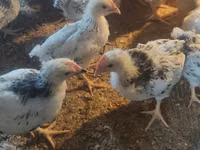 Chickens — foto 2