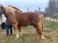 Айғыр, Suffolk Punch — 8-сурет