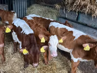 Bovins (lot, sexe non indiqué), Simmental cattle — photo 8