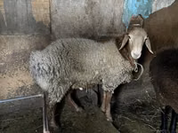 ஆண் ஆடு, Rhon sheep — புகைப்படம் 5