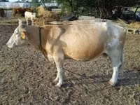 Сиыр, Simmental cattle — 4-сурет