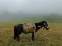 Kůň, Koně — foto 1