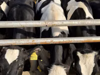 Sigir, Russian Black pied cattle — 4-rasm