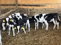 Taureau, Russian Black pied cattle — photo 5