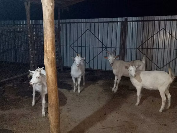 母山羊, Saanen goat