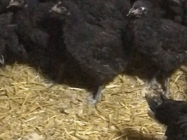 Chickens