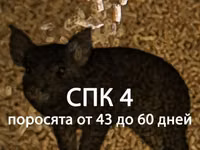 Комбикорм Рост поросят — foto 5