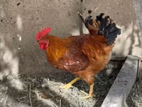 Chickens — foto 3