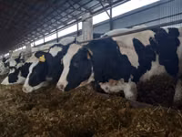 Taureau, Aberdeen-Angus — photo 1