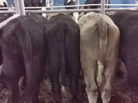 Bovinos (lote, sexo no especificado), Hereford — foto 4